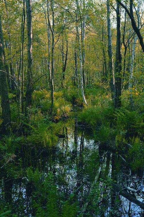 Erlenbruch_Schmale Heide_Ruegen &copy; Norbert Rosing