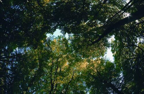 Blick in Baumkronen_Ruegen &copy; Norbert Rosing