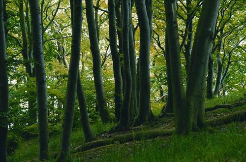 Buchenwald_Ruegen &copy; Norbert Rosing