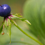 Einbeere - Blume des Jahres 2022 © Udo Steinhaeuser/ Loki Schmidt Stiftung