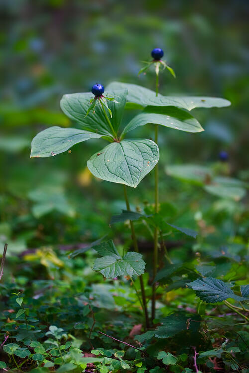 Einbeere - Blume des Jahres 2022  © Udo Steinhaeuser/ Loki Schmidt Stiftung