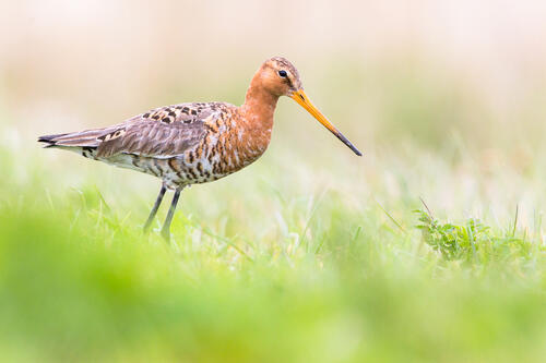 Uferschnepfe &copy; Jan Sohler/ Michael-Otto-Institut