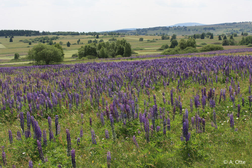 Lupinen &copy; Prof. Dr. Annette Otte