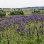 Lupinen &copy; Prof. Dr. Annette Otte