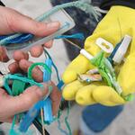 Plastikmüll © Mossbauer/ EUCC-D)