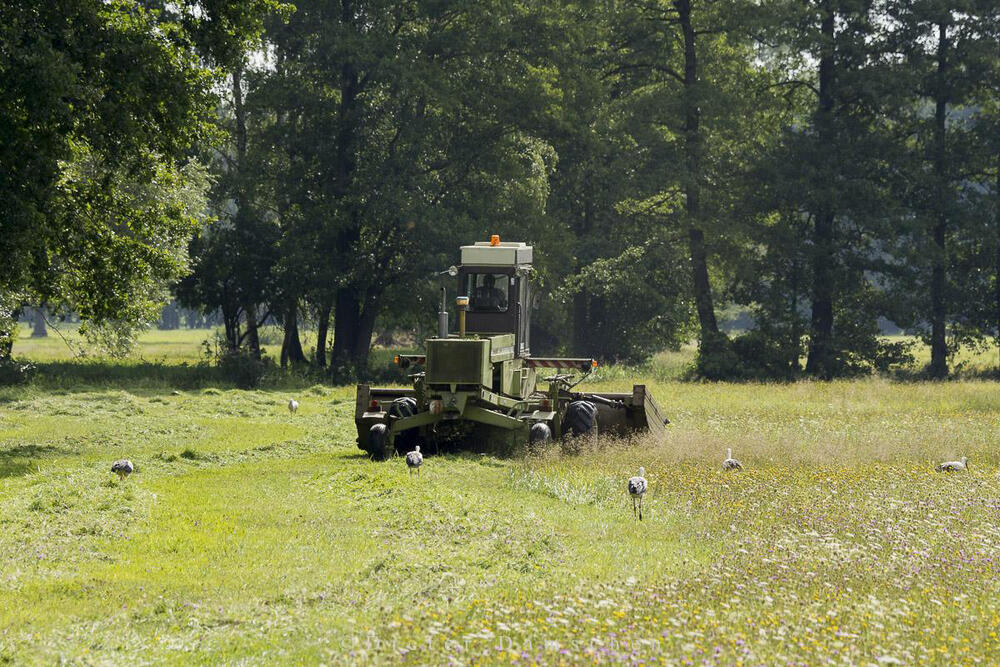 Grünlandmahd © Naturschutzstiftung Heidekreis