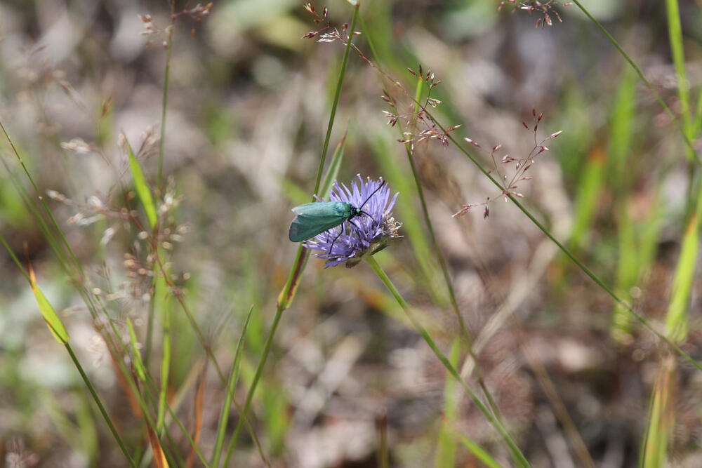 Grünwidderchen © Naturschutzstiftung Heidekreis