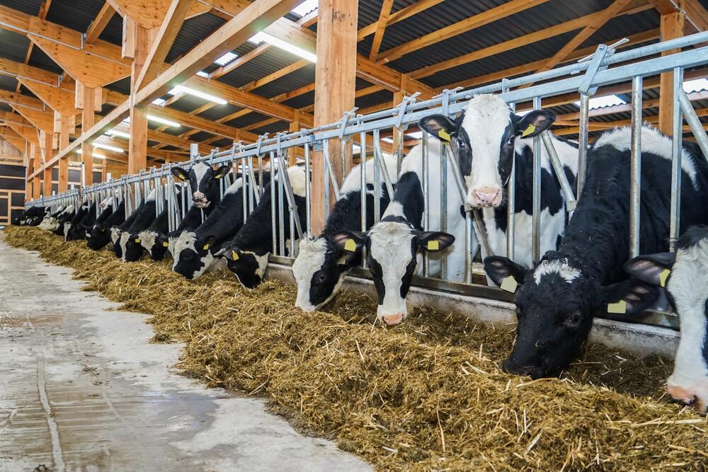 Tierhaltung  &copy; countrypixel - fotolia