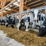 Tierhaltung  &copy; countrypixel - fotolia