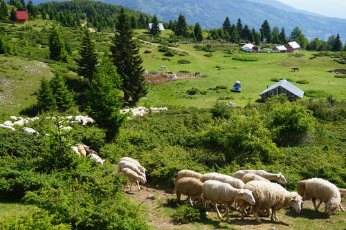 Aufbruch einer Schafherde zum täglichen Grasen in den Bergen in Nordmazedoniens  © Jovan Bozhinovsk