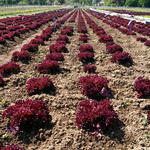 Gemüsekultur Lollo-Rosso-Salat © Hochschule Weihenstephan-Triesdorf