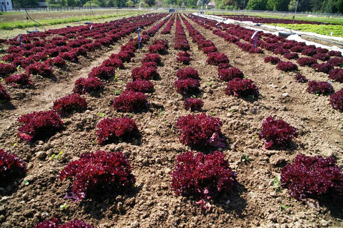 Gemüsekultur Lollo-Rosso-Salat © Hochschule Weihenstephan-Triesdorf