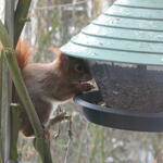 Eichhörnchen im DBU-Park 