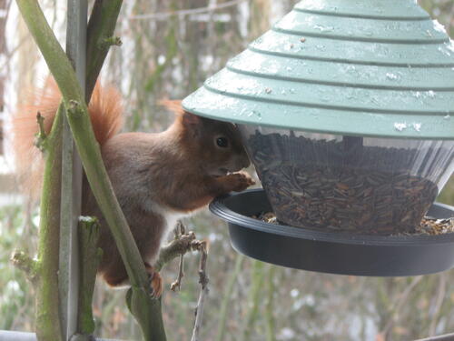 Eichhörnchen im DBU-Park 