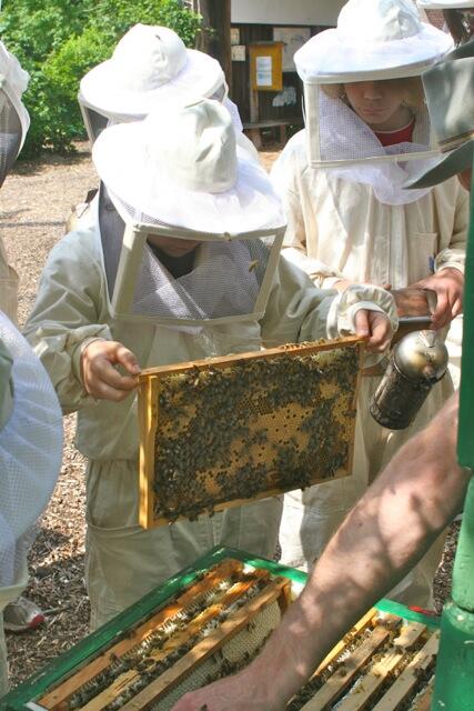 DBU-Projekt Nachhaltige Schulimkerei (AZ 31001)  &copy; DBU