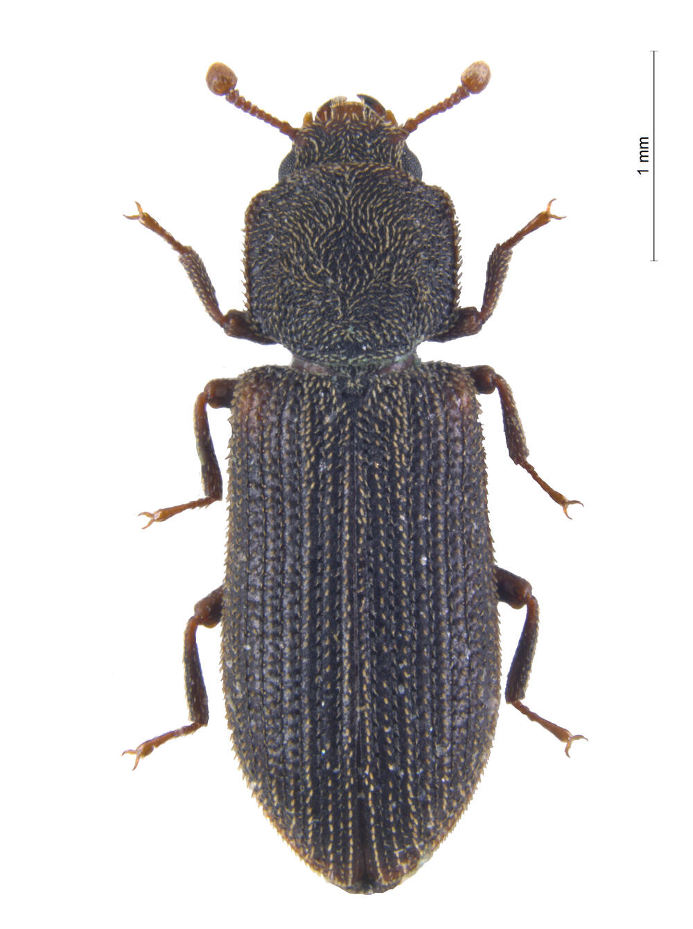 Synchita separanda (Alexander Szallis) 