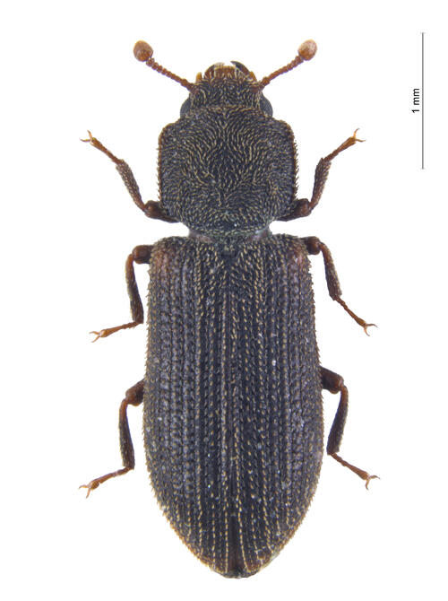 Synchita separanda (Alexander Szallis) 