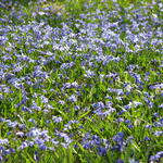 Frühling im DBU-Park 