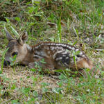 Rehkitz © Klaus Reitmeier/piclease