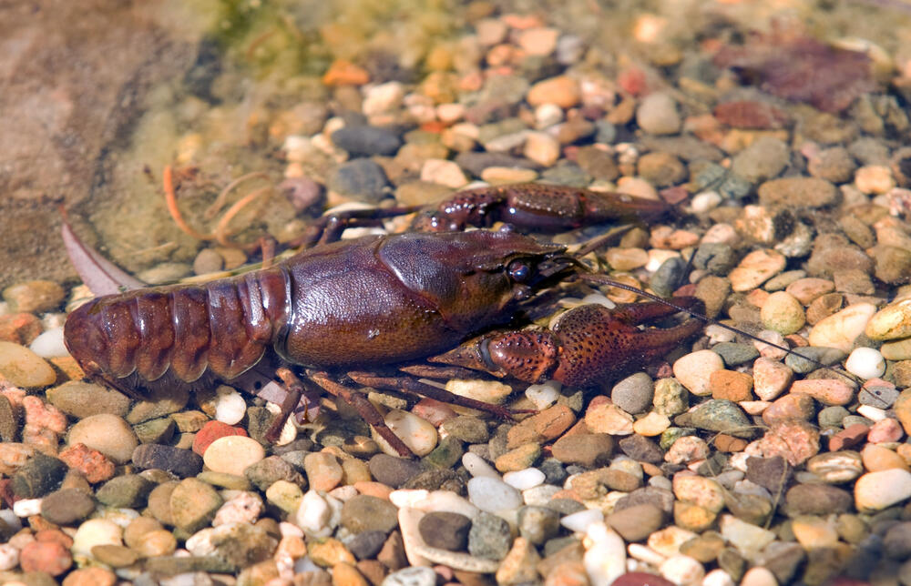 Sehen Sie selbst... &copy; Ott, Stefan/piclease