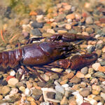 Sehen Sie selbst... &copy; Ott, Stefan/piclease