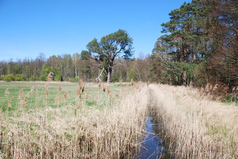  DBU-Naturerbefläche Gelbensander Forst Entwässerungsgraben © Uwe Fuellhaas/ DBU Naturerbe 