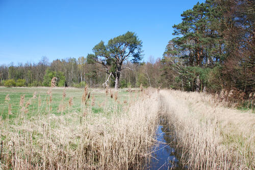  DBU-Naturerbefläche Gelbensander Forst Entwässerungsgraben © Uwe Fuellhaas/ DBU Naturerbe 