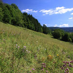 DBU-Naturerbefläche Oschenberg © Markus Trommler/Bundesforst