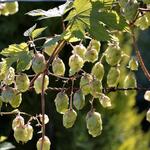 Hopfen  © piclease/Stenner, Clemens