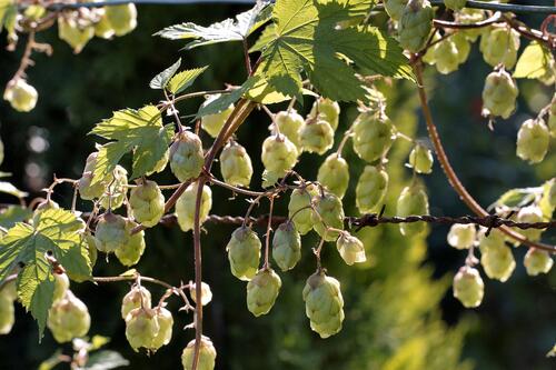 Hopfen  &copy; piclease/Stenner, Clemens
