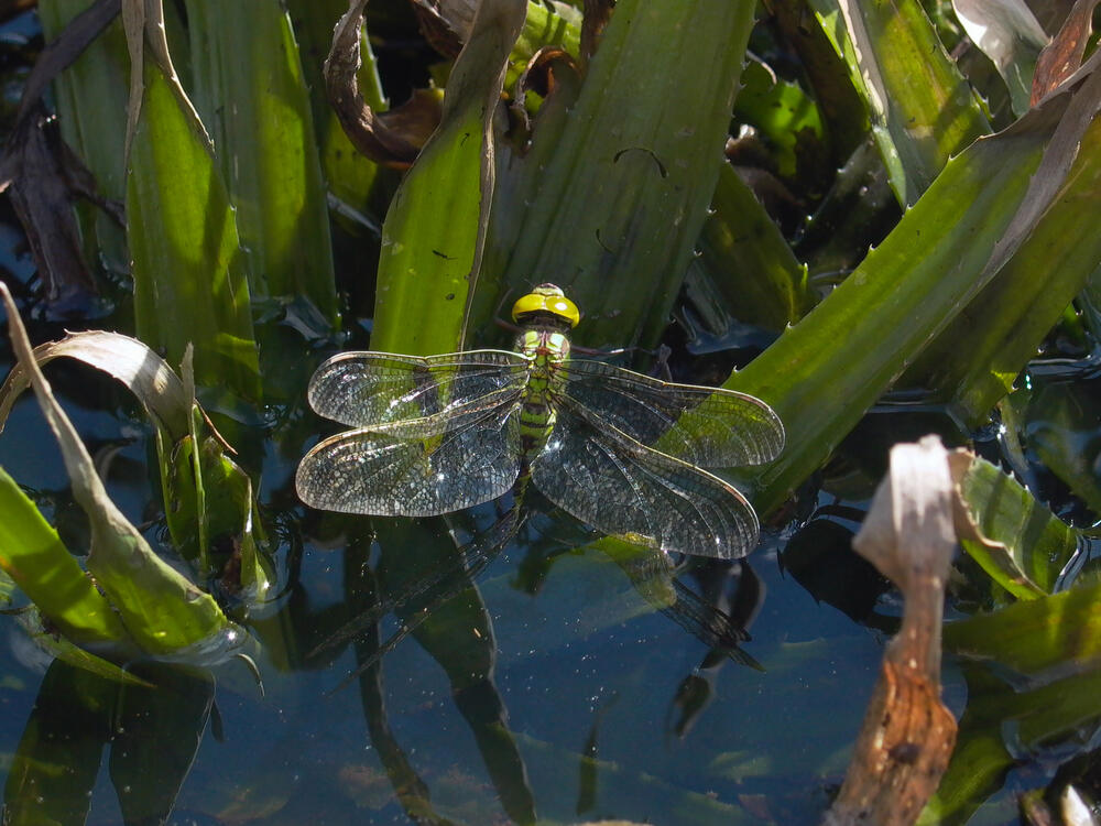 Grüne Mosaikjungfer 