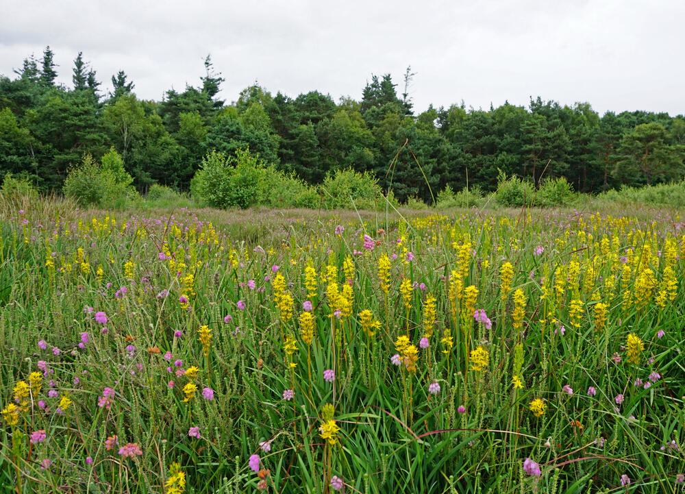 Süskenbrocksmoor DBU-Naturerbefläche Borkenberge © Uwe Fuellhaas/DBU Naturerbe