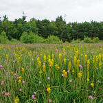 Süskenbrocksmoor DBU-Naturerbefläche Borkenberge © Uwe Fuellhaas/DBU Naturerbe