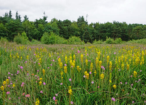 Süskenbrocksmoor DBU-Naturerbefläche Borkenberge © Uwe Fuellhaas/DBU Naturerbe