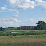 DBU-Naturerbefläche Ueckermünder Heide © Lena Fitzner/DBU Naturerbe