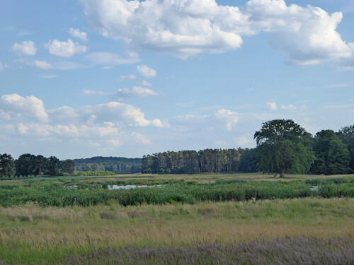 DBU-Naturerbefläche Ueckermünder Heide © Lena Fitzner/DBU Naturerbe
