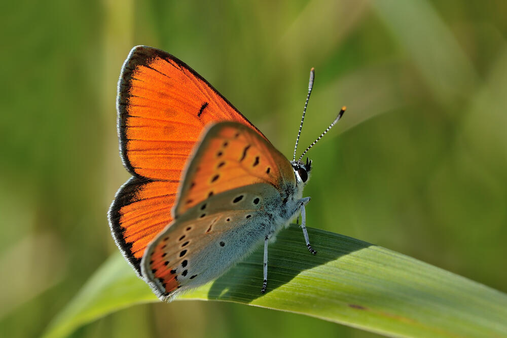 Große Feuerfalter © Erk Dallmeyer/piclease 