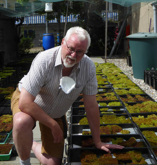 Versuchsreihen Torfmoos Paludikultur  © Jongebloed/DBU