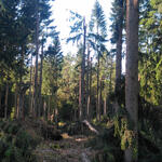 Sturmschäden © Sabine Haas/Bundesforstbetrieb Thüringen-Erzgebirge