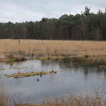 Süskenbrooksmoor © Kerstin Wittjen/Naturschutzzentrum Kreis Coesfeld