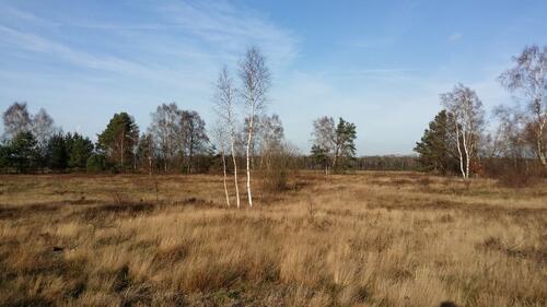 Wersener Heide 
