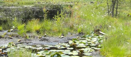 Kesselmoor &copy; Ron Meier-Uhlherr