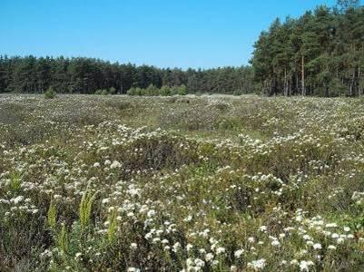 Übergangsmoor &copy; Ron Meier-Uhlherr