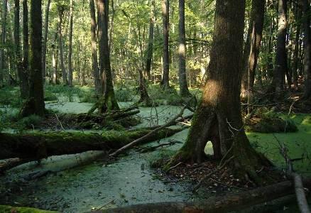 Erlenbruchwald &copy; Ron Meier-Uhlherr