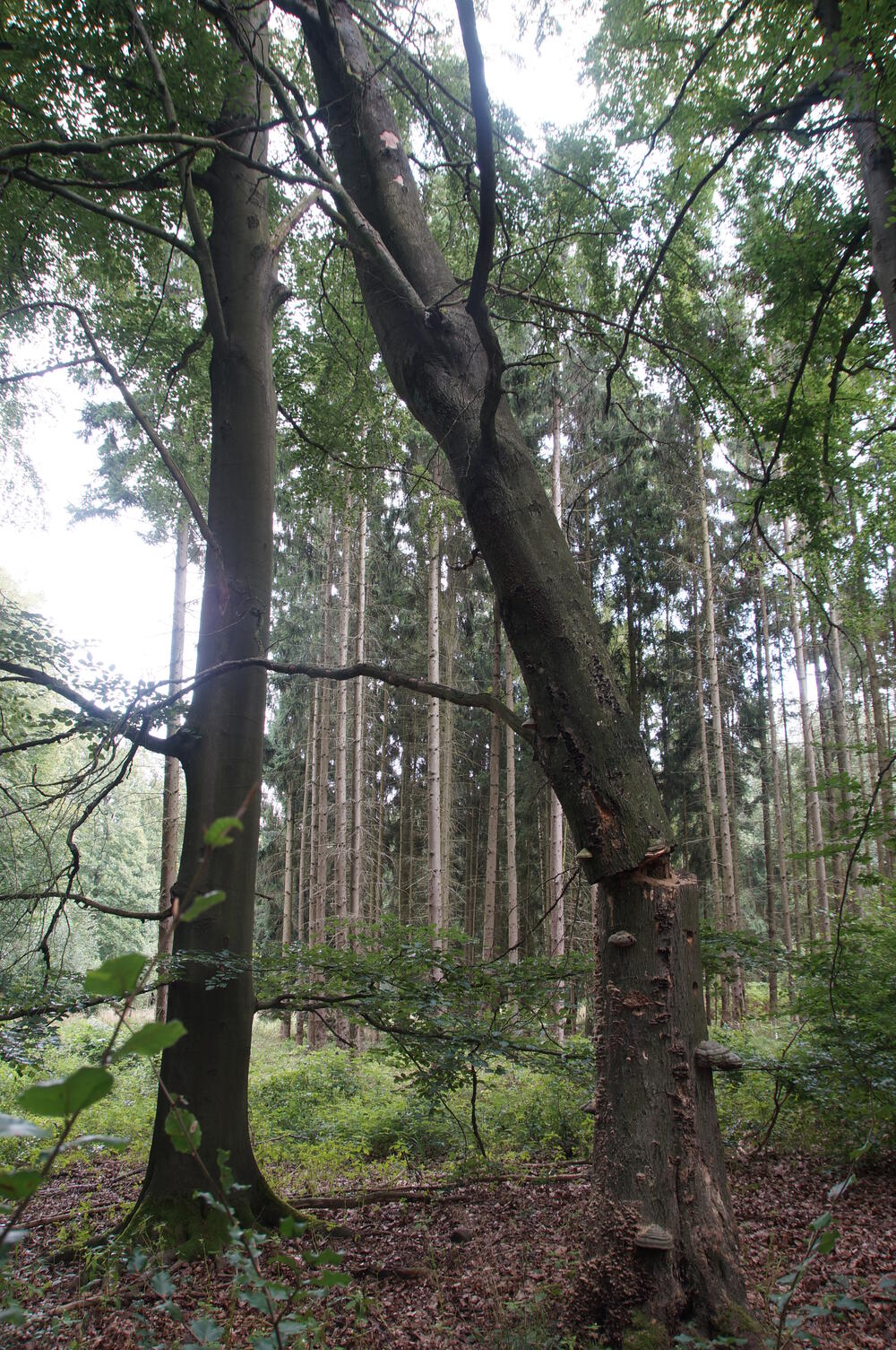 Bendeleber Wald © Bundesforst
