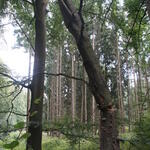 Bendeleber Wald © Bundesforst