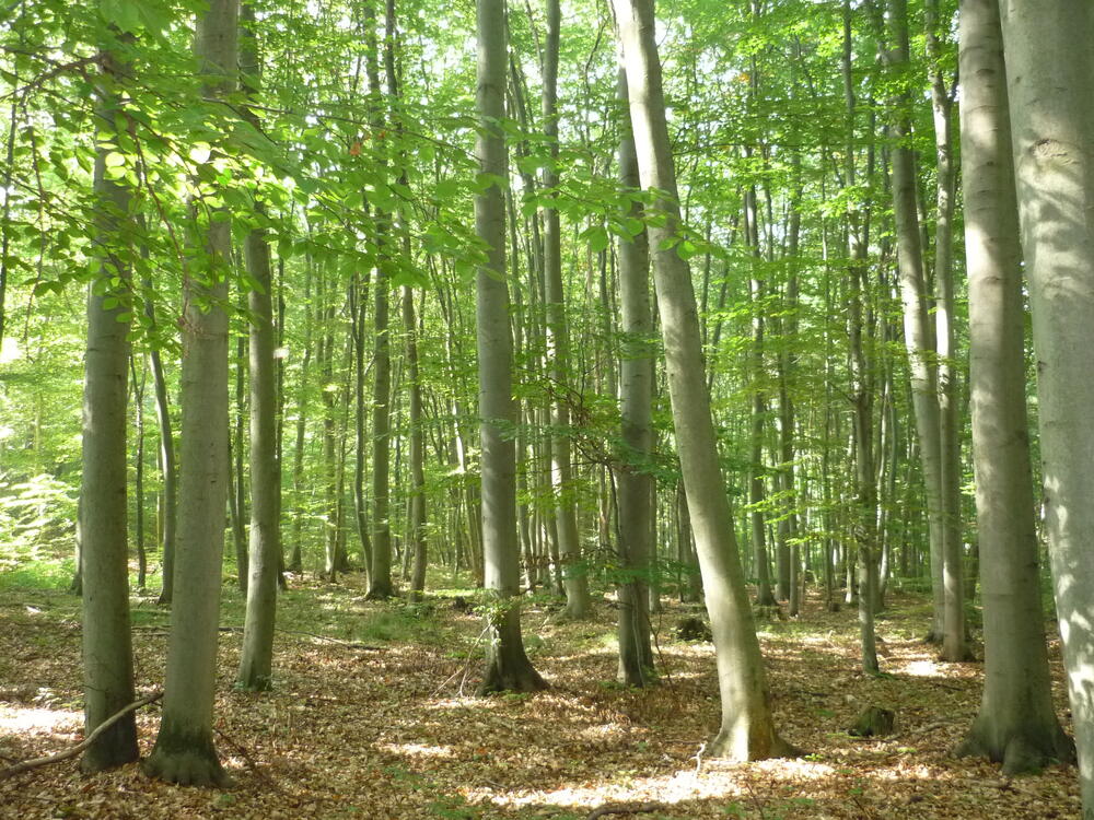 Östliche hainleite © Bundesforst