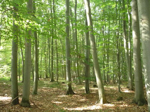 Östliche hainleite © Bundesforst