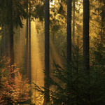 Wald Salzunger Vorderrhön 