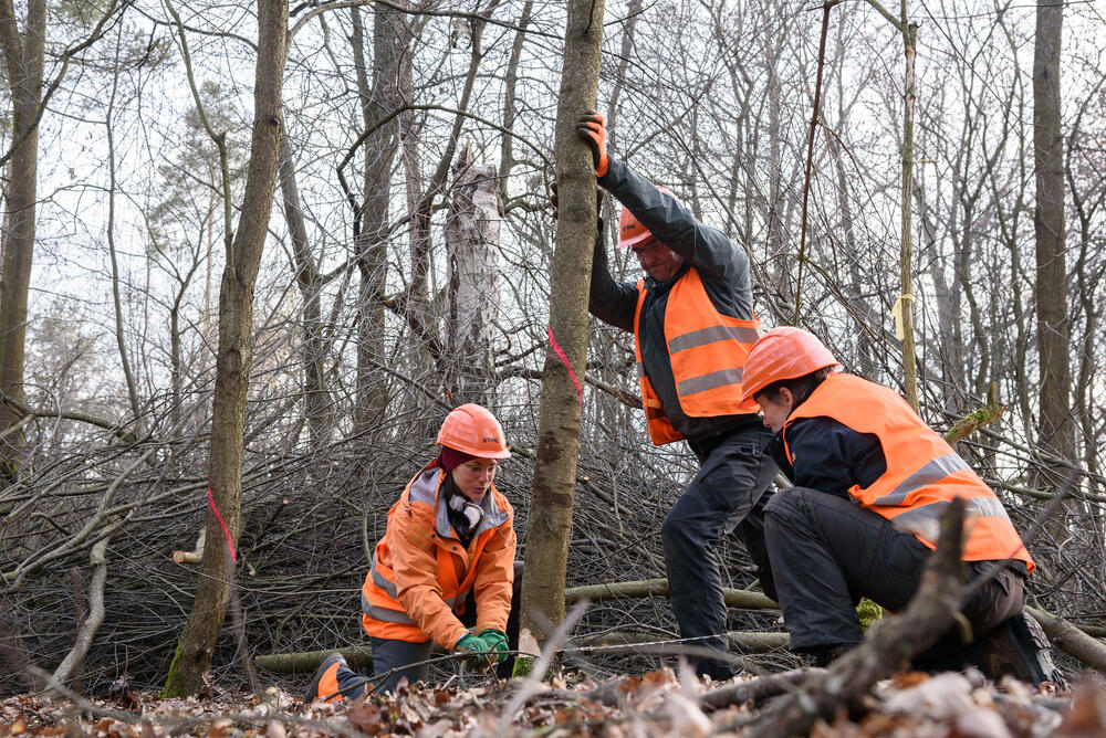 Bergwaldprojekt Hainberg © Bergwaldprojekt e.V.